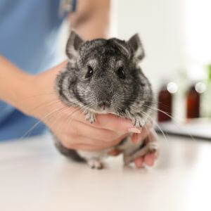 a vet holding a chinchilla