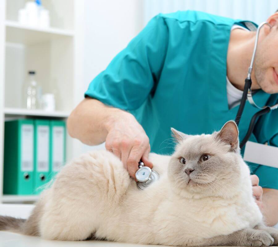 a vet checking the heart of a cat